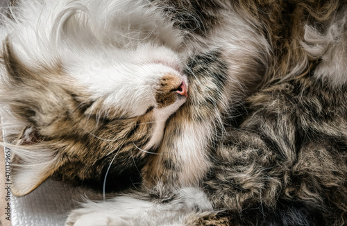 Sleeping peaceful fluffy domestic cat with a pink nose