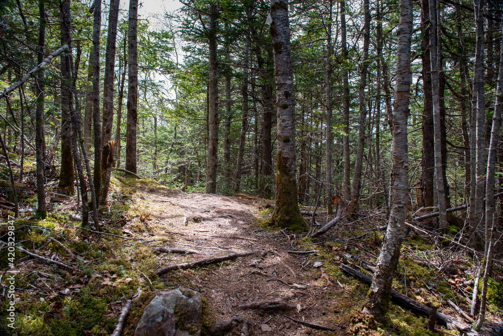 Obraz premium A hiking trail in the woods with mossy ground cover. The trees are tall and skinny with very few leaves. Most are coniferous trees with green pine needles. The path has stumps growing up on it.