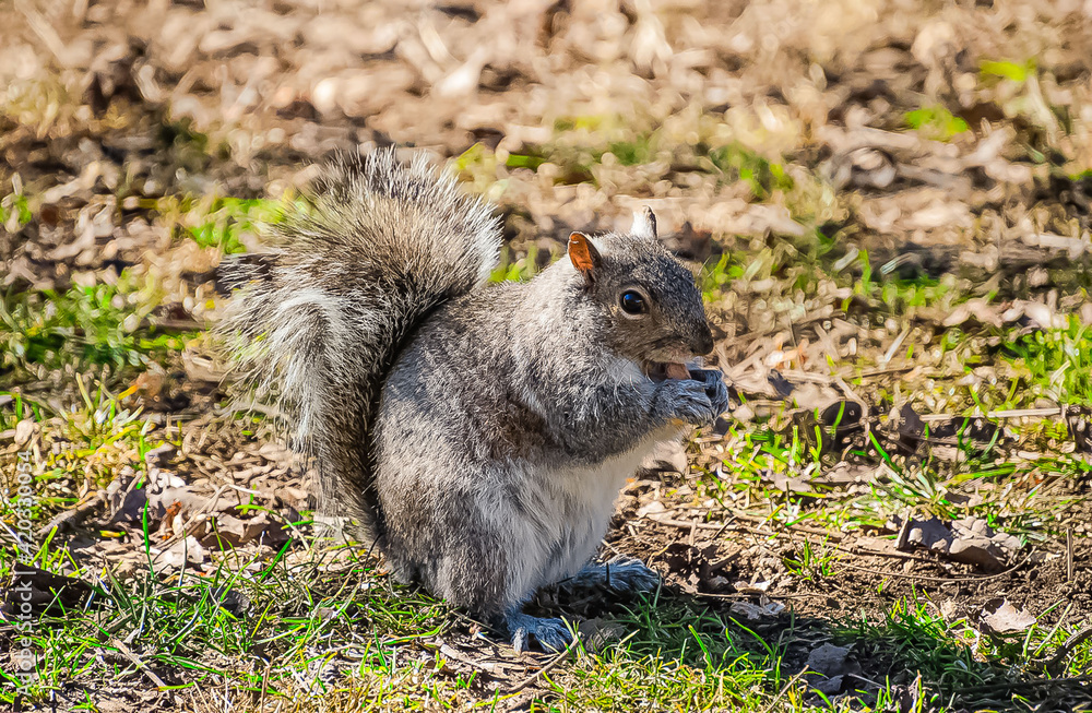 squirrel eating peanut on the ground squirrel eating peanut on the ground
