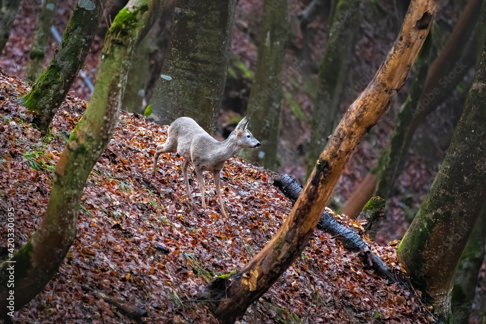 Obraz premium Capreolus capreolus in the forest