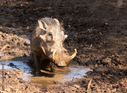 Warthog wallowing in mud