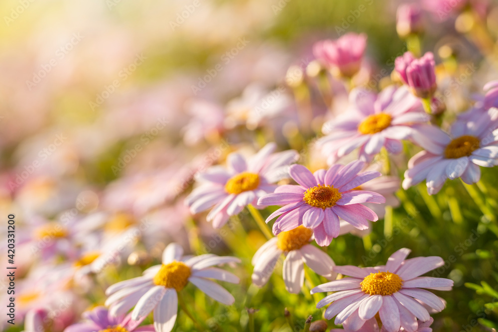 Spring time concept. Beautiful welcome painted daisy or pyrethrum flowers blooming background poster in high resolution Spring time concept. Beautiful welcome painted daisy or pyrethrum flowers blooming background poster in high resolution