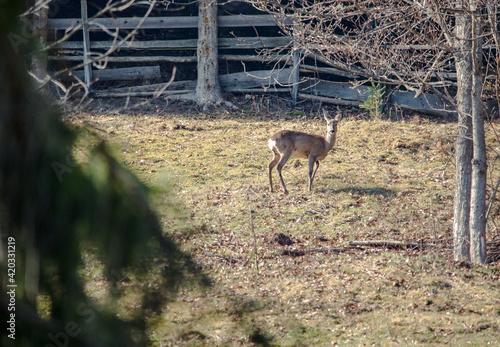 Fototapeta Naklejka Na Ścianę i Meble -  Roe deer in the environment