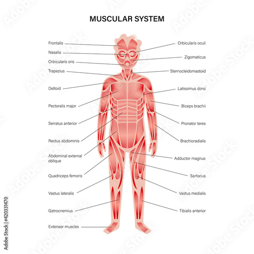 Human muscular system