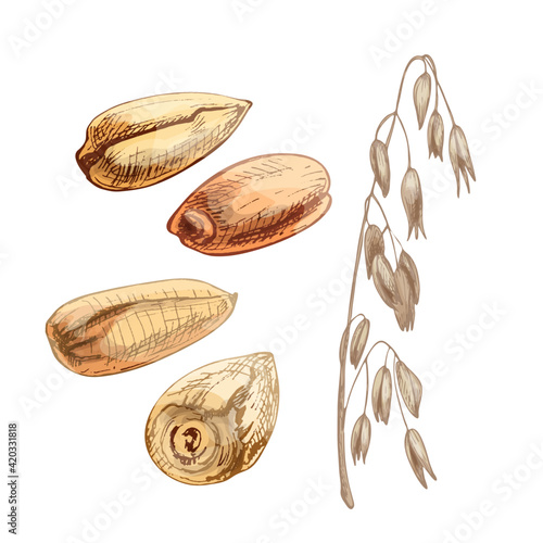 Ears and grain of oat. Vector color vintage hand drawn hatching illustration