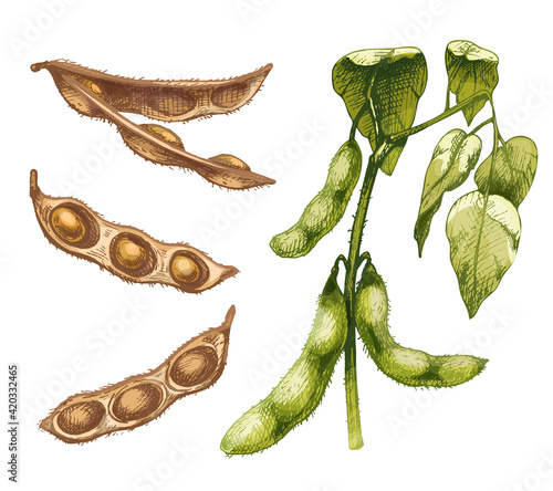 Unripe green fresh soybean pods with leaves and seeds. Vector hatching illustration