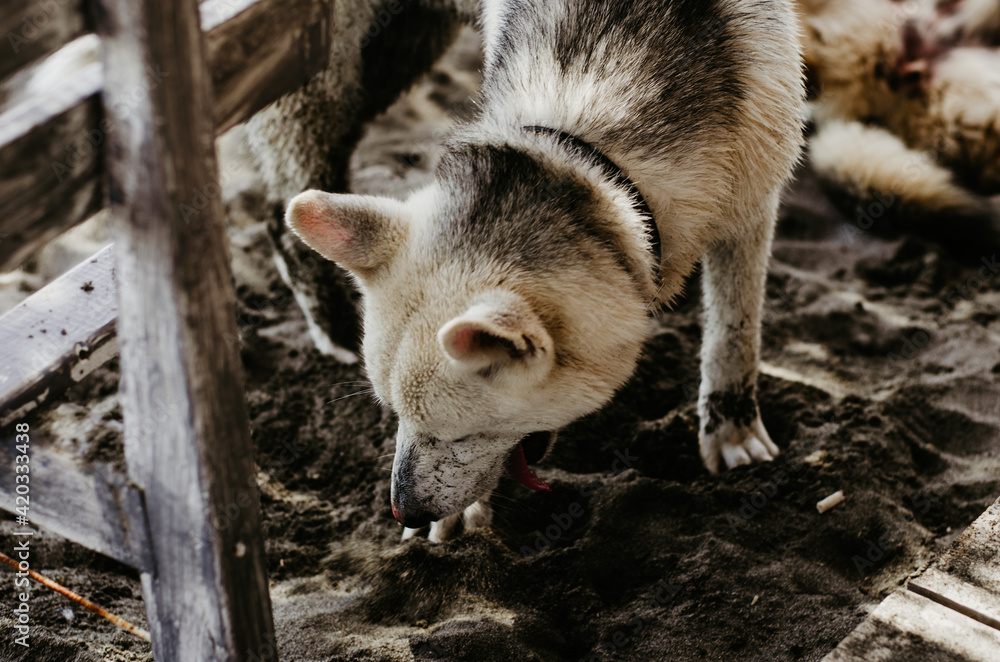 dog on the beach