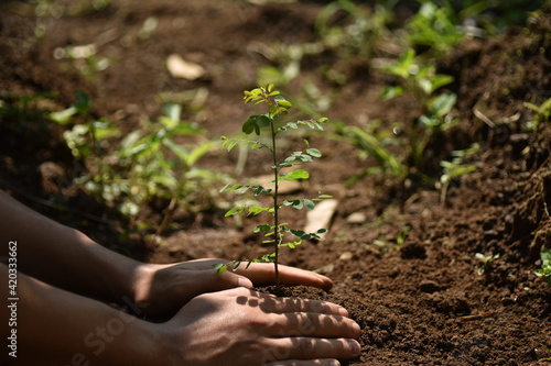 Hand holding seed tree for planting into soil. Eco earth day concept photo