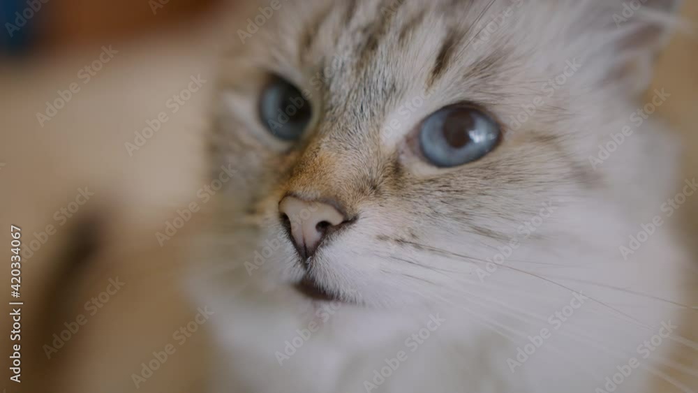 Young cat cute looks at the camera, extreme close-up. Portrait of a cat with big eyes