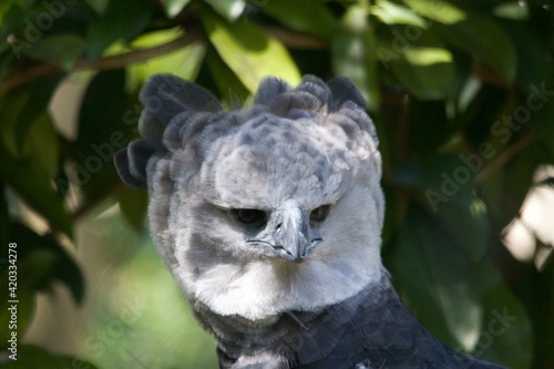 Fotografie Beautiful Photography of an exotic Harpy eagle