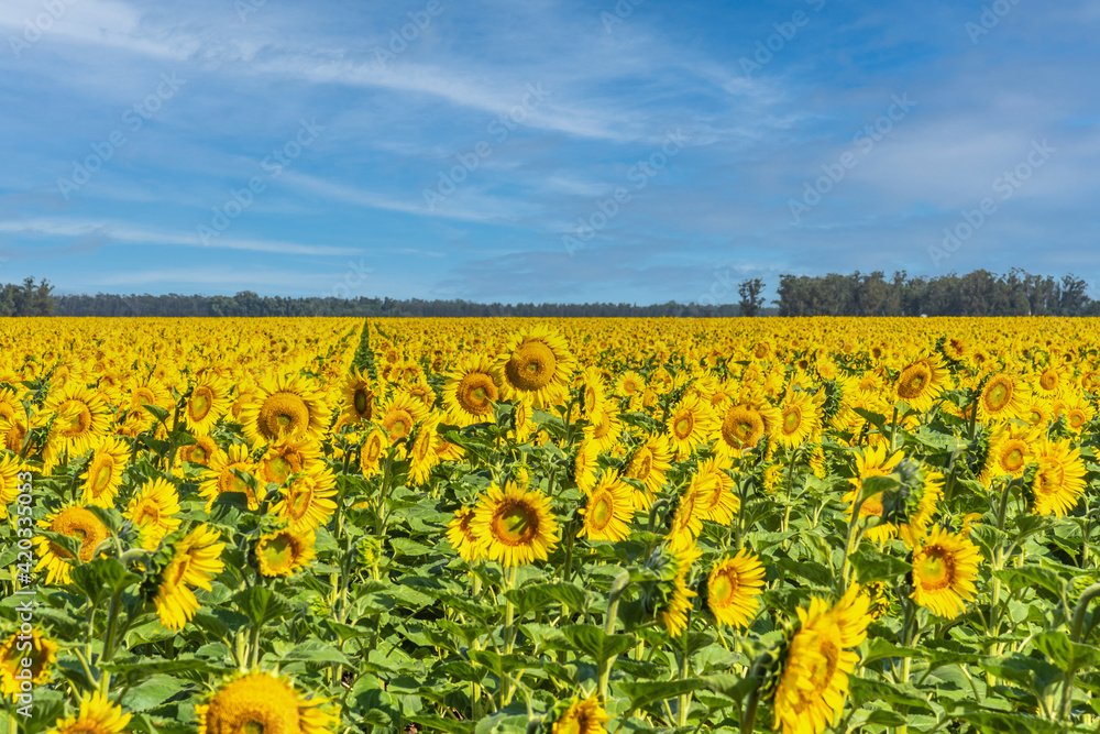 Field of sunflowers in bloom. In the background blue sky with some clouds Field of sunflowers in bloom. In the background blue sky with some clouds