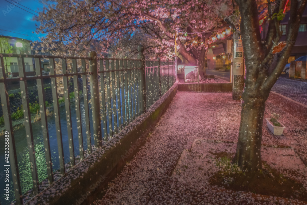 大岡川プロムナードの夜桜