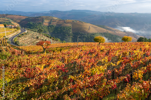 Colorful autumn landscape of oldest wine region in world Douro valley in Portugal, different varietes of grape vines growing on terraced vineyards, production of red, white and port wine.