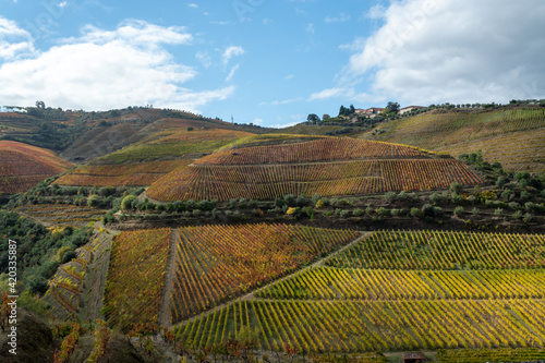 Colorful autumn landscape of oldest wine region in world Douro valley in Portugal  different varietes of grape vines growing on terraced vineyards  production of red  white and port wine.