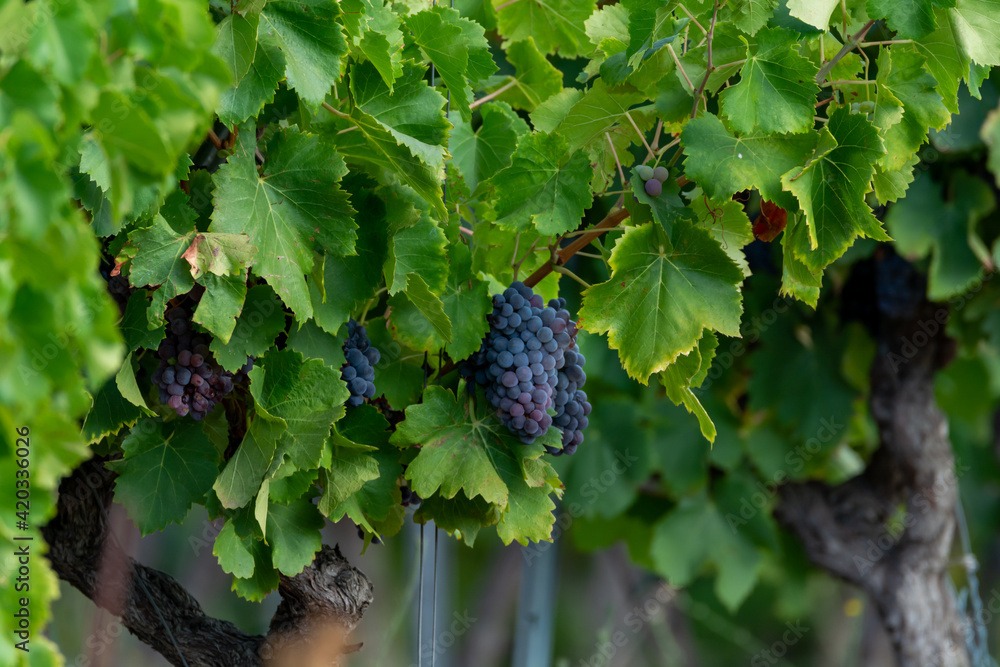 Ripe black or blue syrah wine grapes using for making rose or red wine ready to harvest on vineyards in Cotes  de Provence, region Provence, south of France
