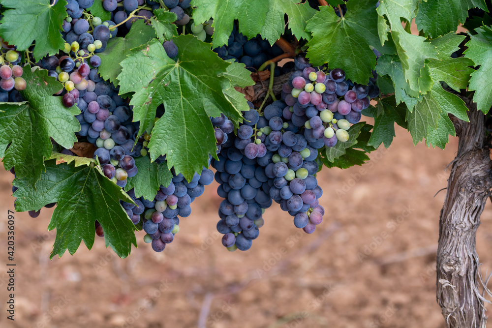 Ripe black or blue syrah or grenache wine grapes using for making rose or red wine ready to harvest on vineyards in Cotes  de Provence, region Provence, south of France