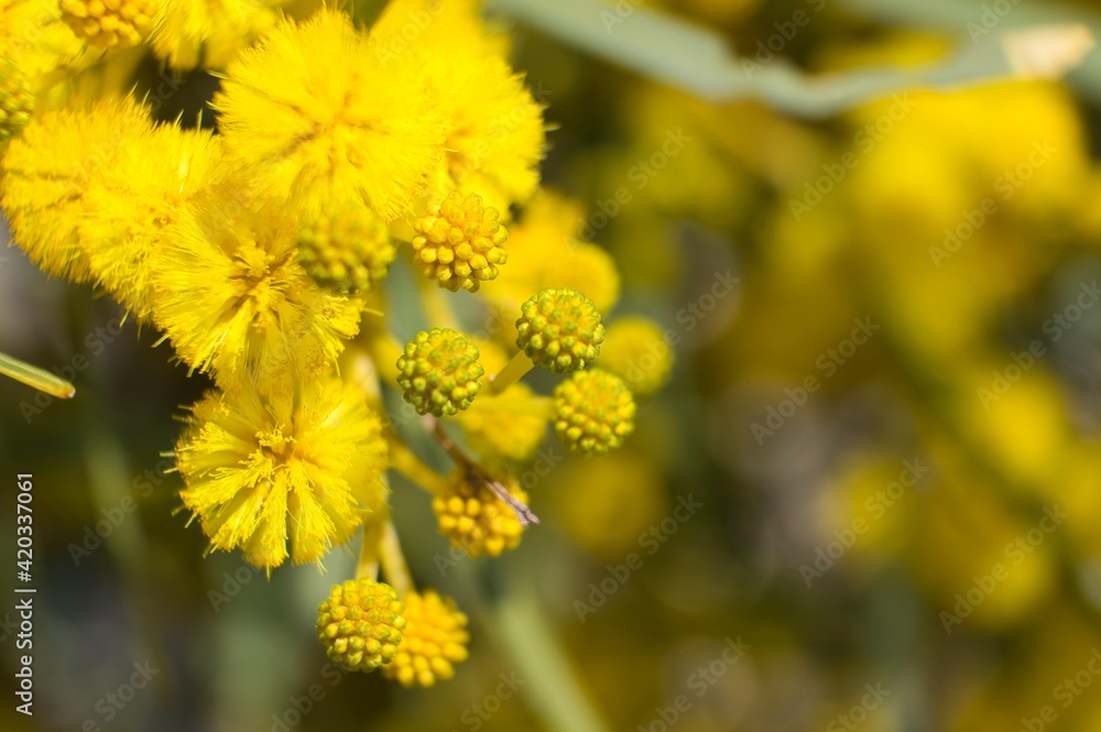 Yellow flowers. Yellow Acacias. Background concept Yellow flowers. Yellow Acacias. Background concept