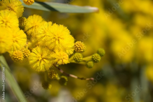 Yellow flowers. Yellow Acacias. Background concept