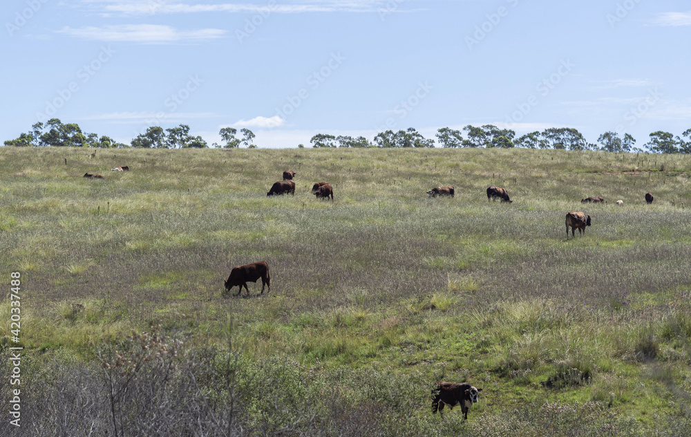 Livestock on open-air pasture farm