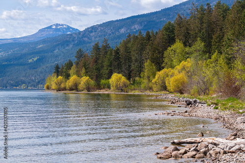 Fotografija Trees in early spring along Okanagan Lake at the Evely Recreation Site, British