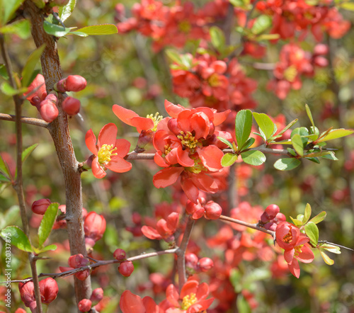 Chaenomeles, or red flowers on a spiny shrub