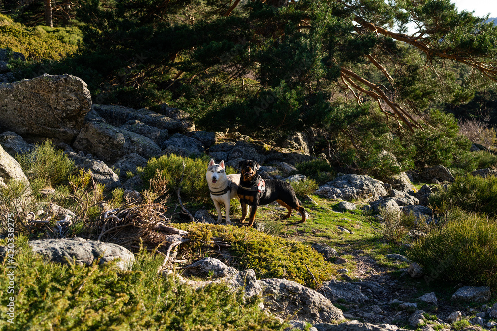 Mis dos perros esperándome al inicio del bosque. Mis dos perros esperándome al inicio del bosque.