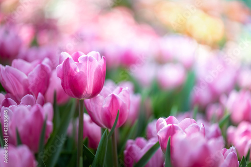 Beautiful bouquet of tulips. colorful tulips. nature background