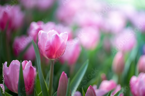 Beautiful bouquet of tulips. colorful tulips. nature background