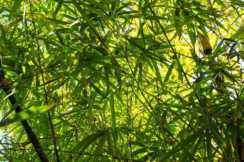 Photography Forest of bamboo leaves
