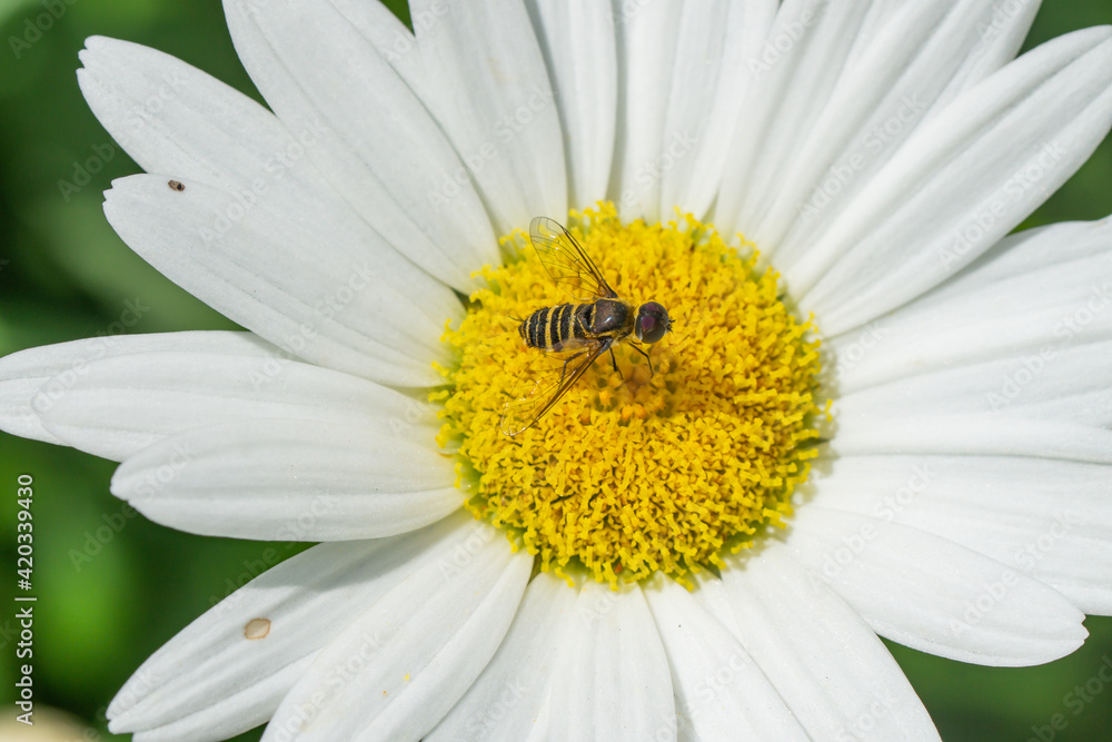 Fototapeta premium Bee Fly on Oxeye Daisy in Summer