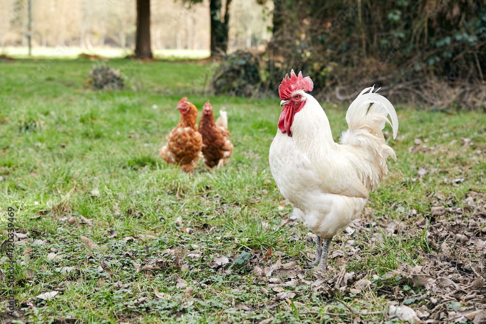 Fototapeta premium deux poules rousses et un coq blanc marchant dan sla nature au printemps 