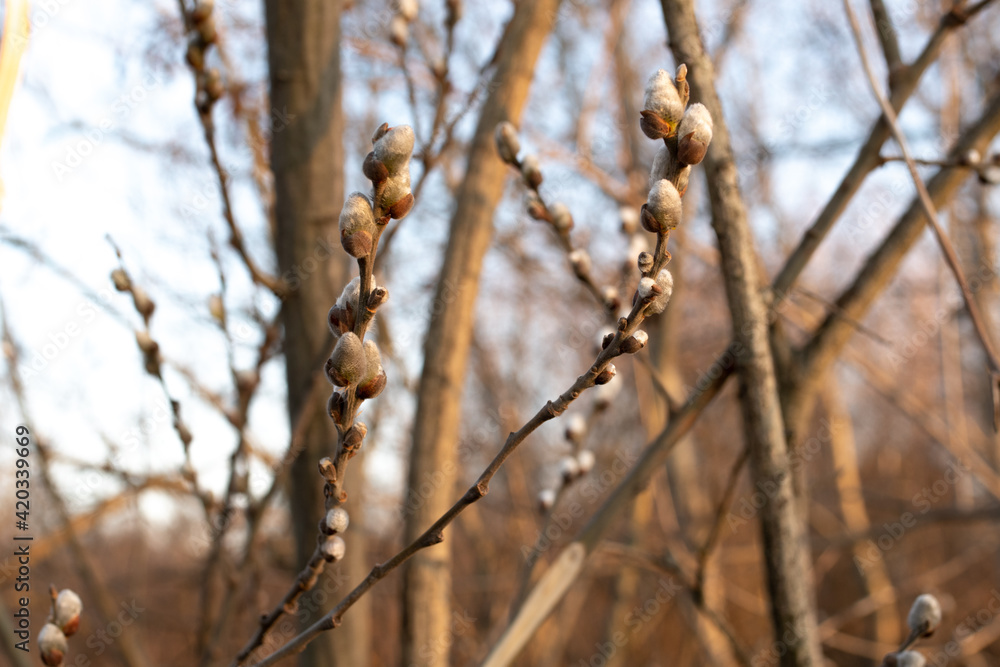 Nature awakes in spring. Blooming willow twigs and furry willow-catkins Nature awakes in spring. Blooming willow twigs and furry willow-catkins
