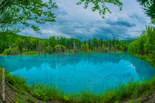 林越しに見える青い池（北海道美瑛町）