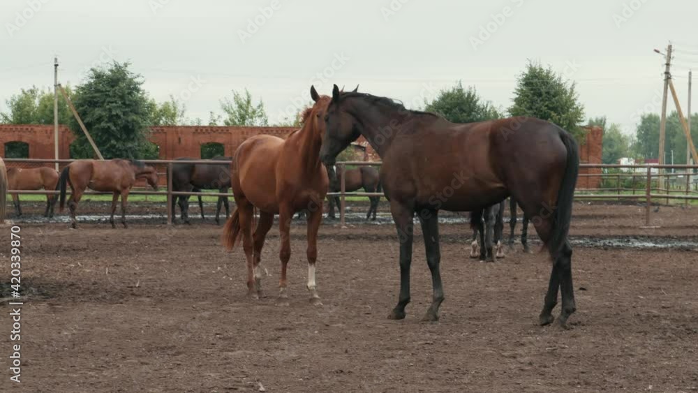 Beautiful horses in pen on farm, cute domestic animal in livestock in rural countryside. Beautiful horses in pen on farm, cute domestic animal in livestock in rural countryside.