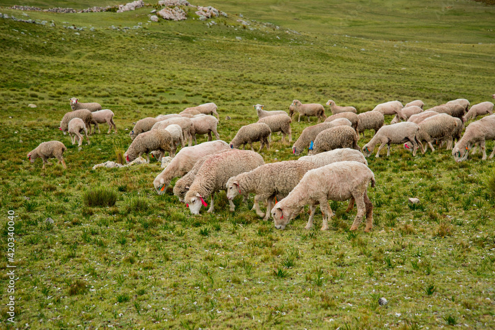 Obraz premium Vida andina del Perú.