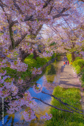 宿河原二ヶ領用水の桜並木 photo