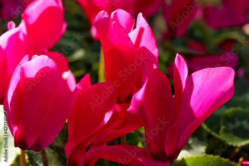 Pink Cyclamen flower in the garden