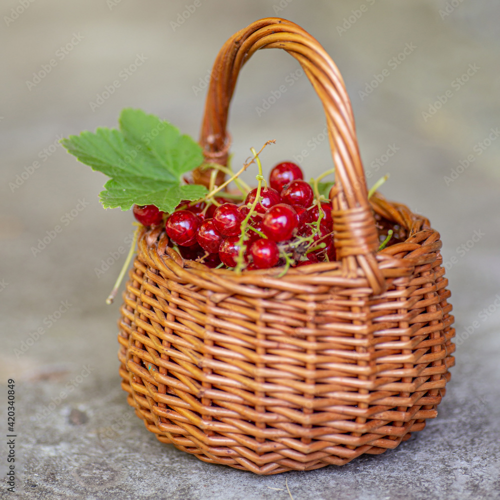 Healthy berries berries redcurrant, or red currant in sunny day. Closeup of basket full of berry fruits on concrete background Healthy berries berries redcurrant, or red currant in sunny day. Closeup of basket full of berry fruits on concrete background