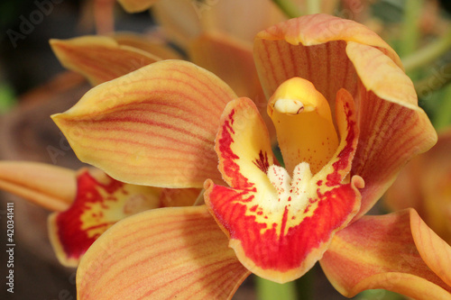 Photography close up orchid