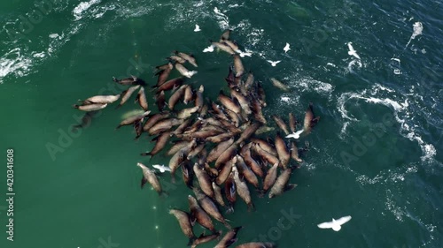 Close-up of sea lion feeding frenzy during herring spawn