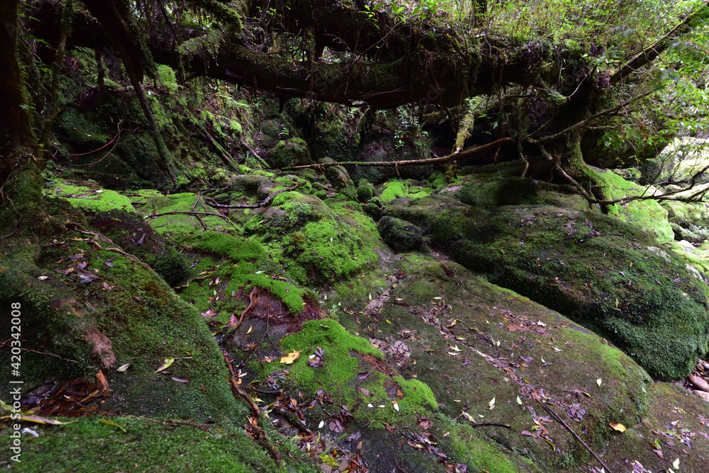 Deep cedar forest of Yakushima, Japan Deep cedar forest of Yakushima, Japan