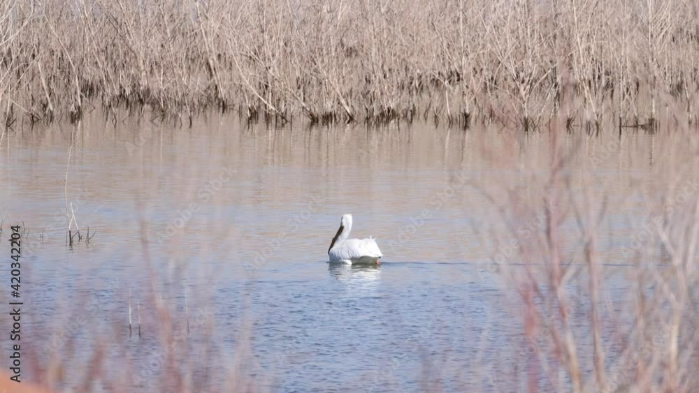 High frame rate close up shot of a Pelican swimming in the lake High frame rate close up shot of a Pelican swimming in the lake