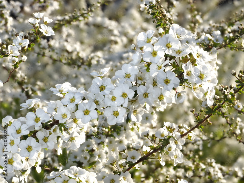 Tokyo,Japan-March 15,2021: White flowers of Thunberg’s meadowsweet or Yuki Yanagi or Spiraea thunbergii
