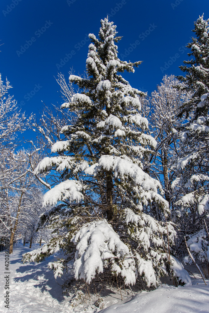 Spectacular winter landscape in Quebec, Canada Spectacular winter landscape in Quebec, Canada