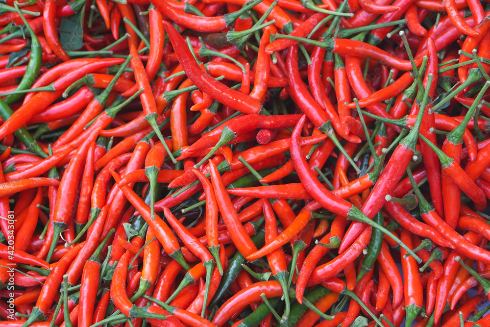 Red pepper. Red hot chili peppers pattern texture background. Close up. A backdrop of Red hot chilli peppers. selective focus chili