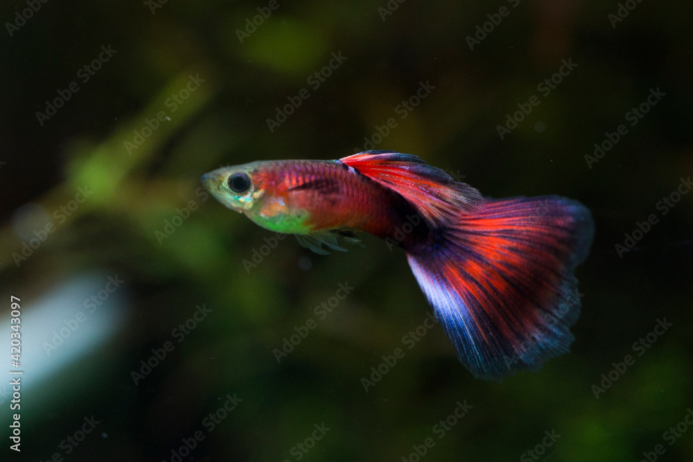 Colorful male guppy (Poecilia reticulata) Colorful male guppy (Poecilia reticulata)