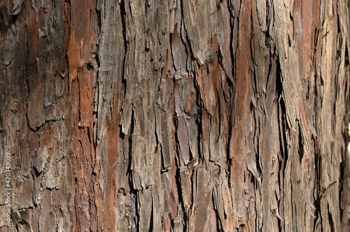 Wallpaper Mural The bark of the trunk of a cedar tree. Torontodigital.ca