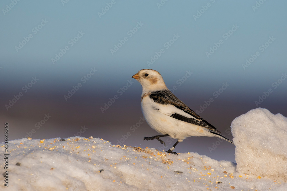 Snow buntings in harsh Canadian winter Snow buntings in harsh Canadian winter
