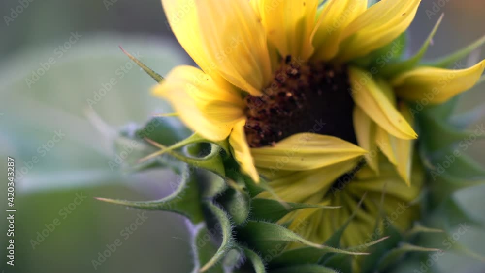 A sunflower begins to bud in a home garden. 4K Macro, beautiful. A sunflower begins to bud in a home garden. 4K Macro, beautiful.