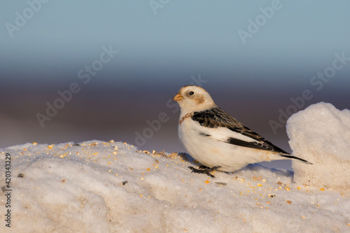 Snow buntings in harsh Canadian winter